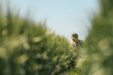 Portrait of middle-aged farmer squatting in unripe green barley field and examining development of...