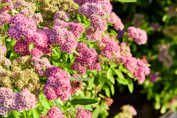 Obraz premium Macro photo of pink and purple Japanese meadowsweet flowers in warm sunrise light with focus on bee and flowers, macro photo, selective focus on bee