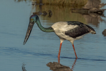 Jabiru Black-necked Stork in Queensland Australia
