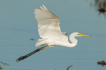 Eastern Great Egret in Queensland Australia