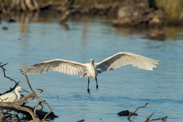 Eastern Great Egret in Queensland Australia
