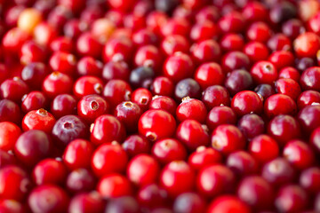Cranberry (cowberry). Fresh red cranberries background. Food background