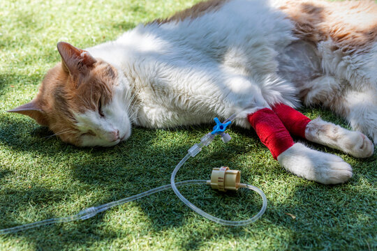 Sick Cat Lying With Bandages On The Paws And Catheter For Medicine. Domestic Cat Lying In The Garden Sick With Kidney Problems. Gato Enfermo