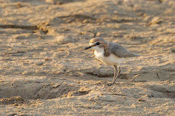 Red-capped Plover in Queensland Australia