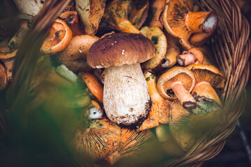 Fototapeta na wymiar Boletus edulis mushroom