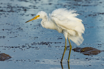Little Egret in Queensland Australia