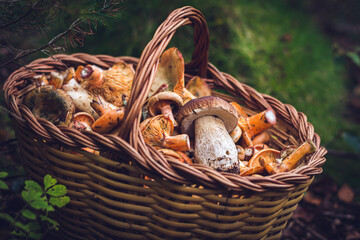 Mushrooms in a basket