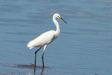 Little Egret in Queensland Australia