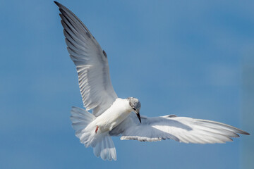 Whiskered Tern in Queensland Australia