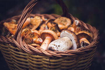 Basket of delicious mushrooms