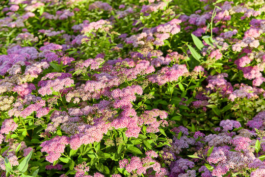 Bush of many pink and purple wildflowers Spiraea japonica at dawn with green leaves, macro photo, selective focus