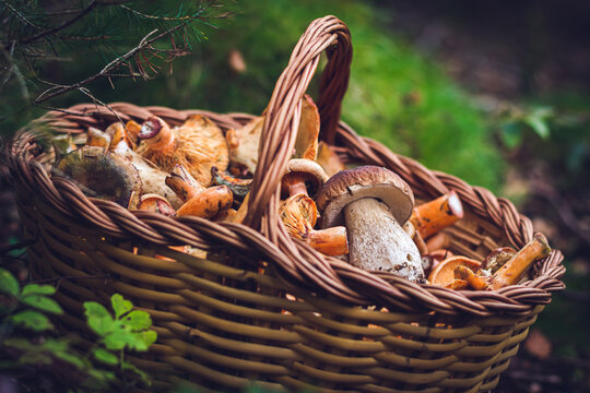 Delicious Mushrooms in a basket