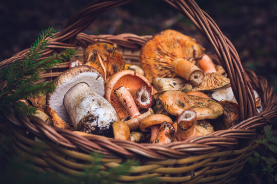 Basket of delicious mushrooms