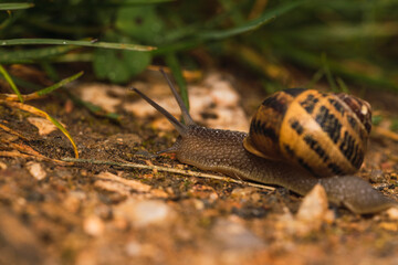 Snail walking on a green grass path High quality photo. selective focus