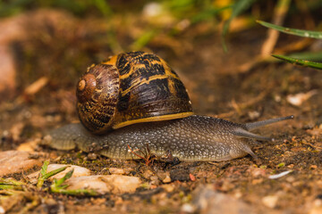 Snail walking on a green grass path High quality photo. selective focus