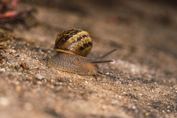 Snail walking on a green grass path High quality photo. selective focus