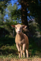 Cute baby sheep over dry grass field, farm animal