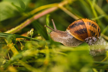 Snail walking on a green grass path High quality photo. selective focus