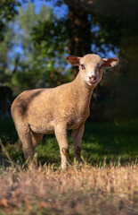 Cute baby sheep over dry grass field, farm animal