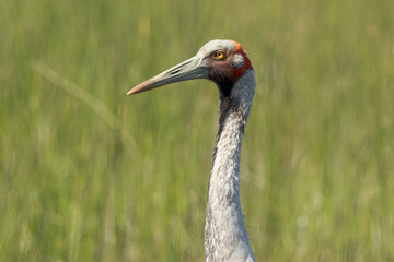 Brolga Crane in Queensland Australia