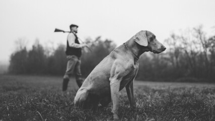 Hunter man with dog in traditional shooting clothes on field holding shotgun, black and white photo.