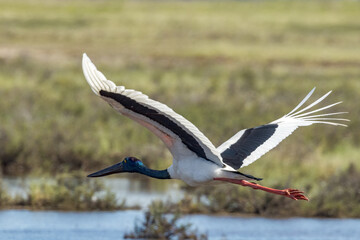 Jabiru Black-necked Stork in Queensland Australia