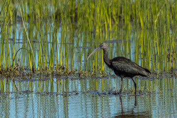 Glossy Ibis in Queensland Australia