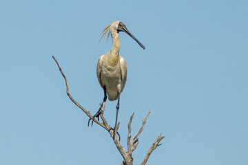 Royal Spoonbill in Queensland Australia