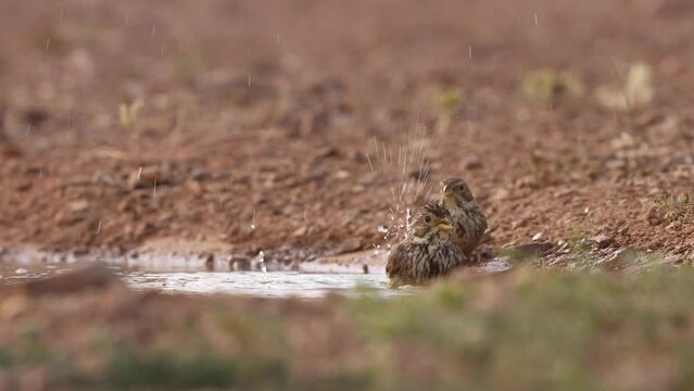 peque&ntilde;o p&aacute;jaro limpiando sus plumas en el agua