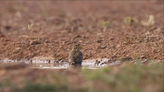 peque&ntilde;o p&aacute;jaro limpiando sus plumas en el agua