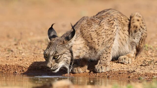 Lince ibérico bebiendo agua en libertad en su entorno natural