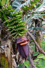 Bananenstaude mit Blüte