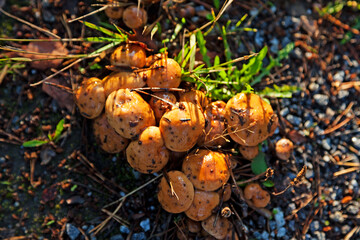 several fungi growing together seen from above