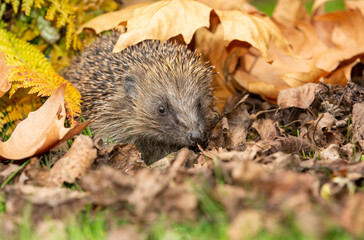Hedgehog in autumn, wild, free roaming hedgehog, taken from within a wildlife hide to monitor the...