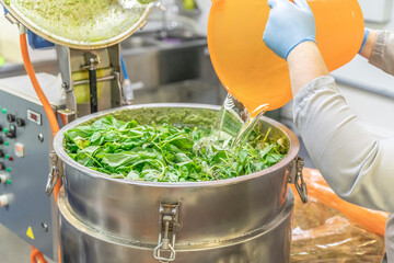 Pesto sauce Industrial process. Italian excellence sauce. Food worker puts ingredients for Pesto sauce in a cutter: basil, water, nuts and seeds