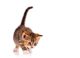 Little striped tricolor cat isolated on white.