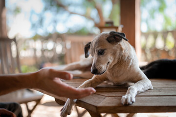 Close up. a dog on a garden table plays with his owner's hand