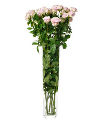 Long stemmed pale pink roses in glass vase on white background.