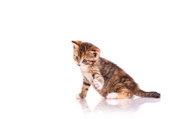 Tricolor cat in front of white background.