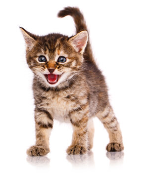 Kitten meows at the camera on a white background.