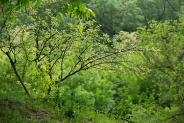 The village of Stroiesti is a very picturesque rural town in the Republic of Moldova, located on the banks of the Dniester River