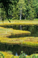 Natural peat bog in Italy