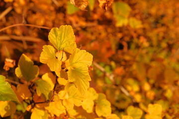 Autumn in forest. Yellow autumn leaves in picturesque fall park. Sunny day, warm weather.