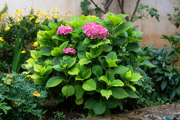Hortensia is blooming in garden. Pink gentle flowers buds is growing. Landscaping and decoration in spring and summer season.