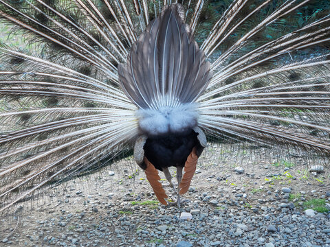 A peacock with a fluffy big tail walks along a gravel path. Back view. Closeup photo