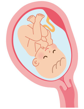 子宮の中の赤ちゃん　妊娠中の母体の仕組み　出産