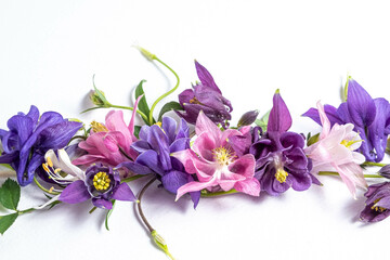 Festive floral background. Close up floral layout from pink and violet flowers of aquilegia on a white background. Top view, flat lay.
