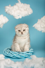 Portrait of a cute scottish fold shorthair silver color kitten with yellow eyes on a blue background.
