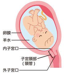 子宮の中の赤ちゃん　妊娠中の母体の仕組み　出産 - obrazy, fototapety, plakaty