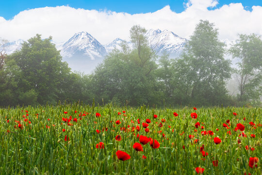 red poppy flowers blooming on a foggy morning. beautiful rural summer nature scenery. high tatra mountain ridge with snow capped peaks in the distance. clouds on the blue sky